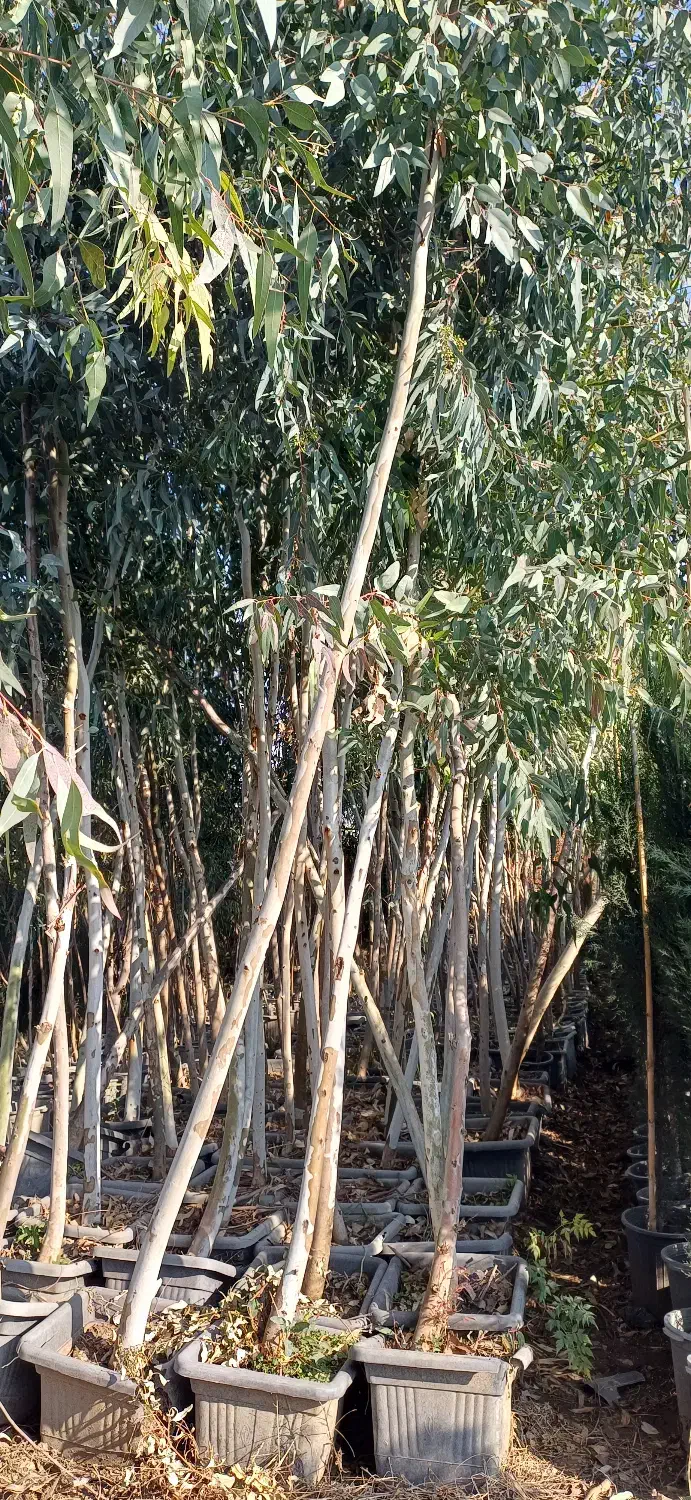 نهال اکالیپتوس سایز درشت|خدمات باغبانی و درختکاری|رامیان, |دیوار