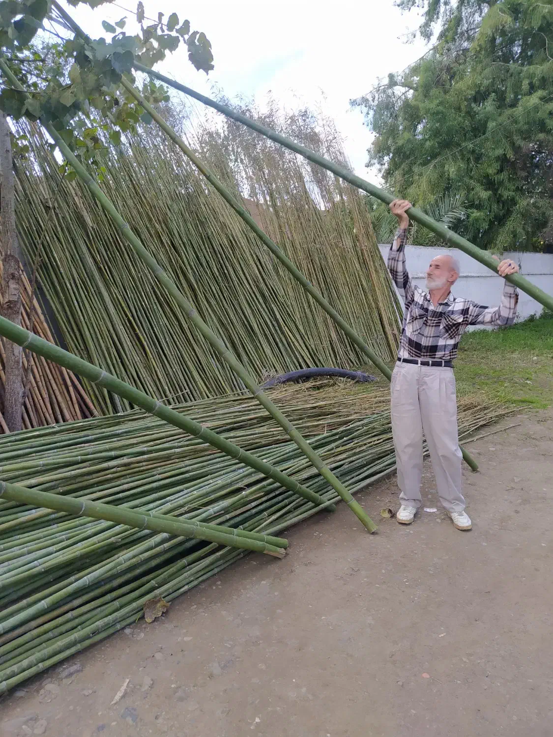 لوله خیزران کلی و جزیی|خدمات باغبانی و درختکاری|رشت, حومه رشت|دیوار