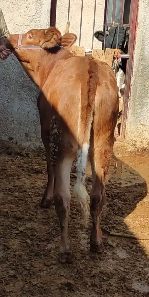 گوساله ماده شرابی اصل سویسی|حیوانات مزرعه|کوهدشت, |دیوار