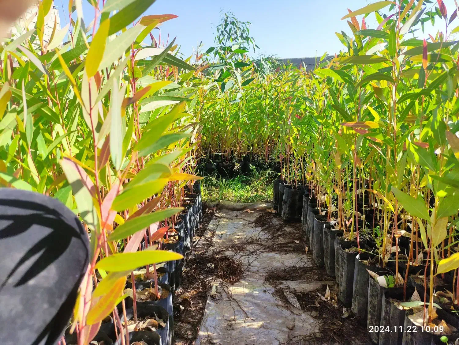 فروش عمده نهال اکالیپتوس|خدمات باغبانی و درختکاری|مسجد سلیمان, |دیوار