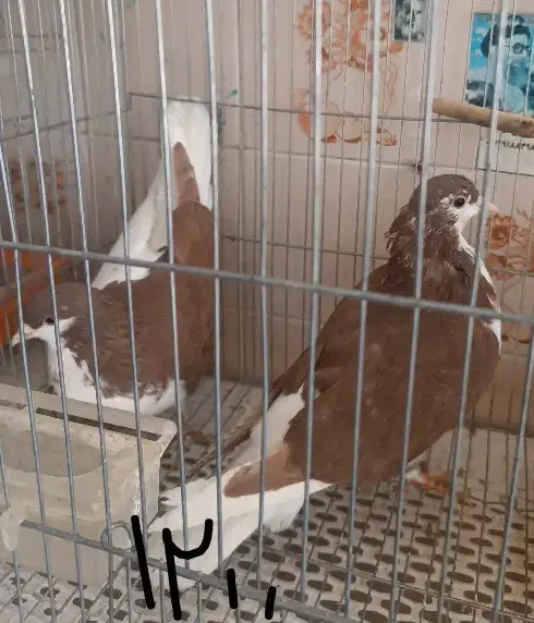 کبوتر فروشی|پرنده|تفت, |دیوار