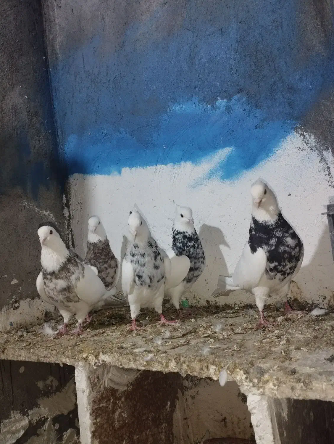 کبوتر طوقی|پرنده|دینور, |دیوار