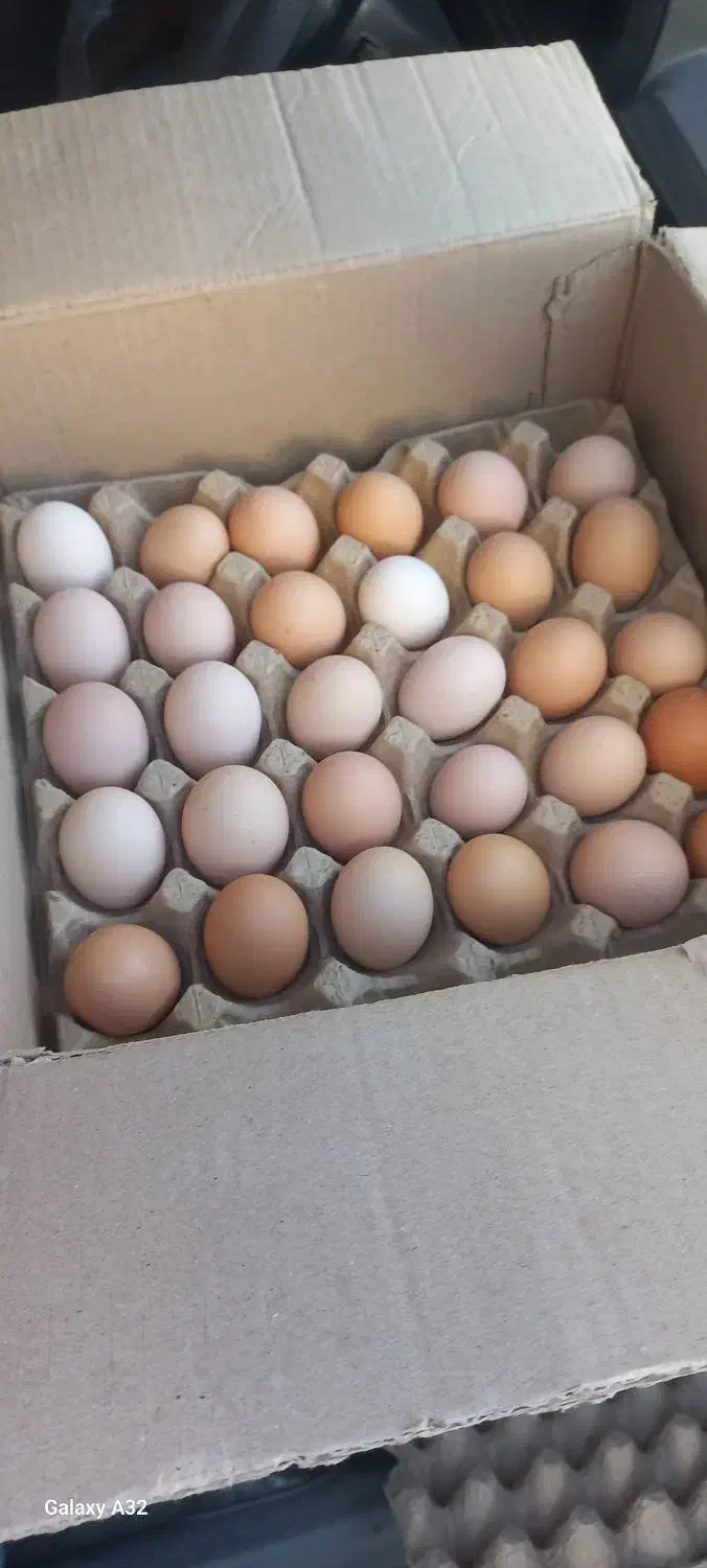 فروش عمده تخم مرغ محلی گلپایگان|خوردنی و آشامیدنی|مشهد, حجاب (شهرک غرب)|دیوار