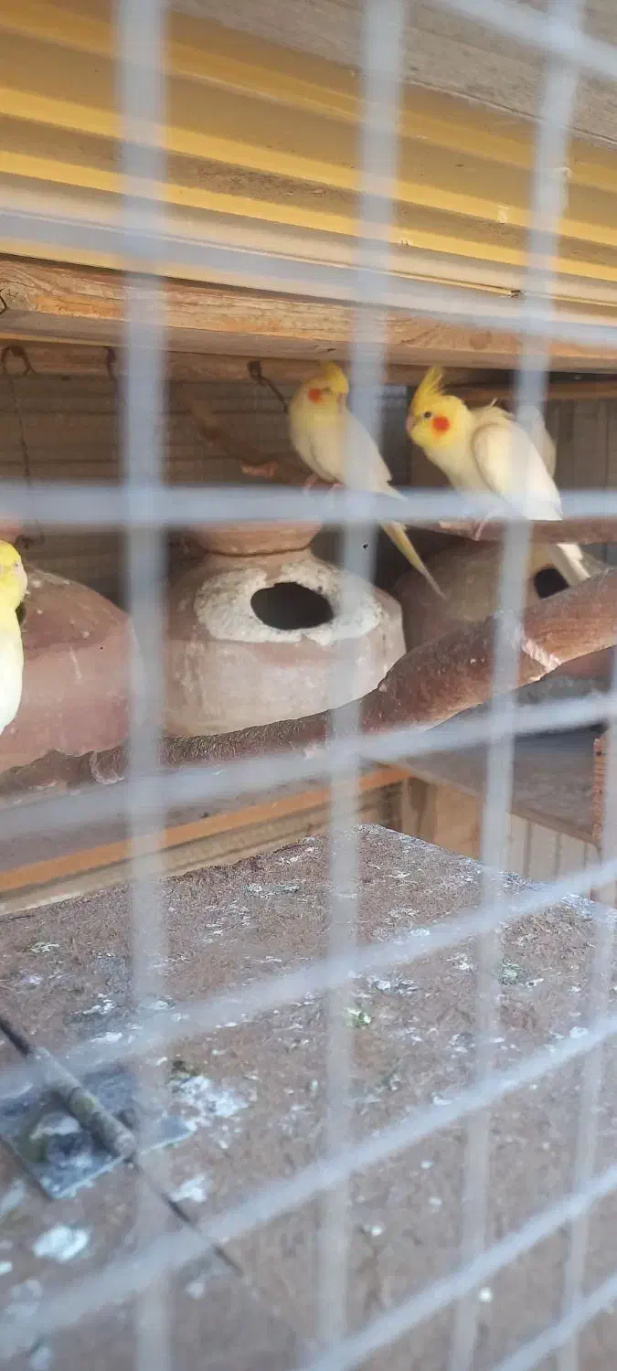 عروس هلندی لوتینو|پرنده|چابهار, |دیوار