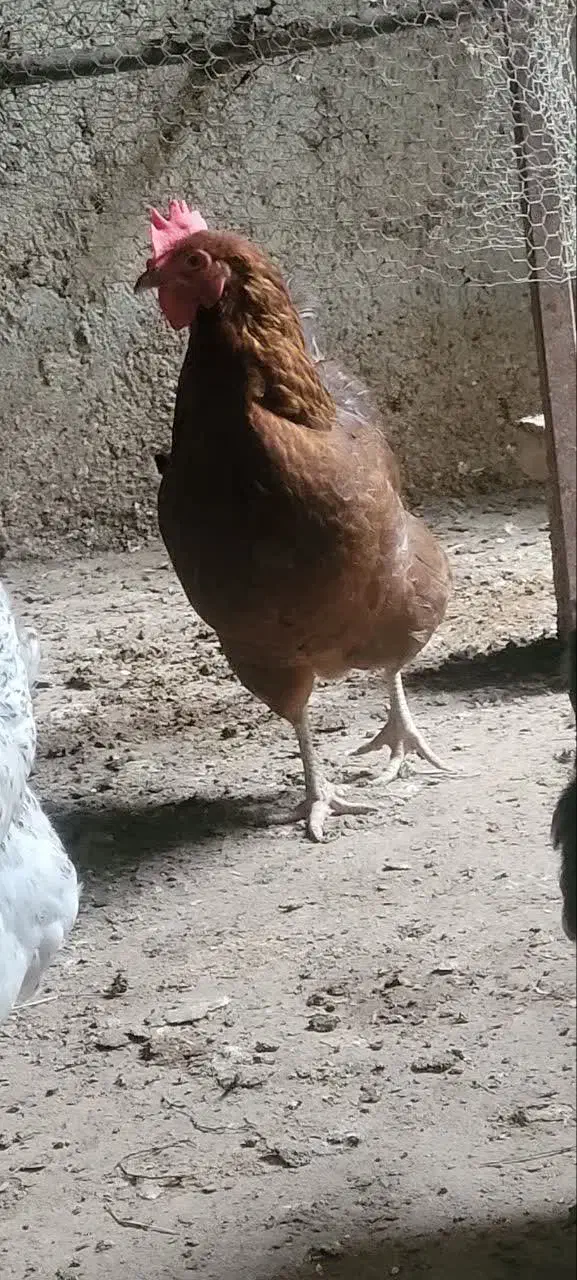 مرغ محلی تخم گزار|حیوانات مزرعه|قائمشهر, |دیوار