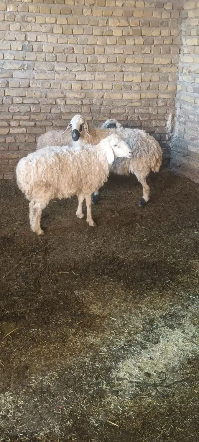 میش اوست بره بز|حیوانات مزرعه|تربتحیدریه, کوی شهید احمدزاده ملکی|دیوار