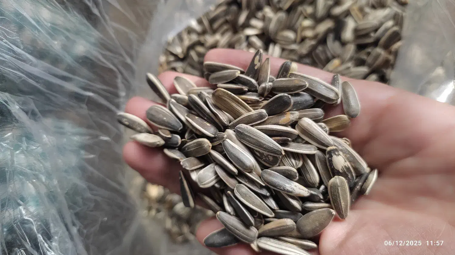 تخمه مناسب پرنده|لوازم جانبی حیوانات|تهران, بهمن یار|دیوار