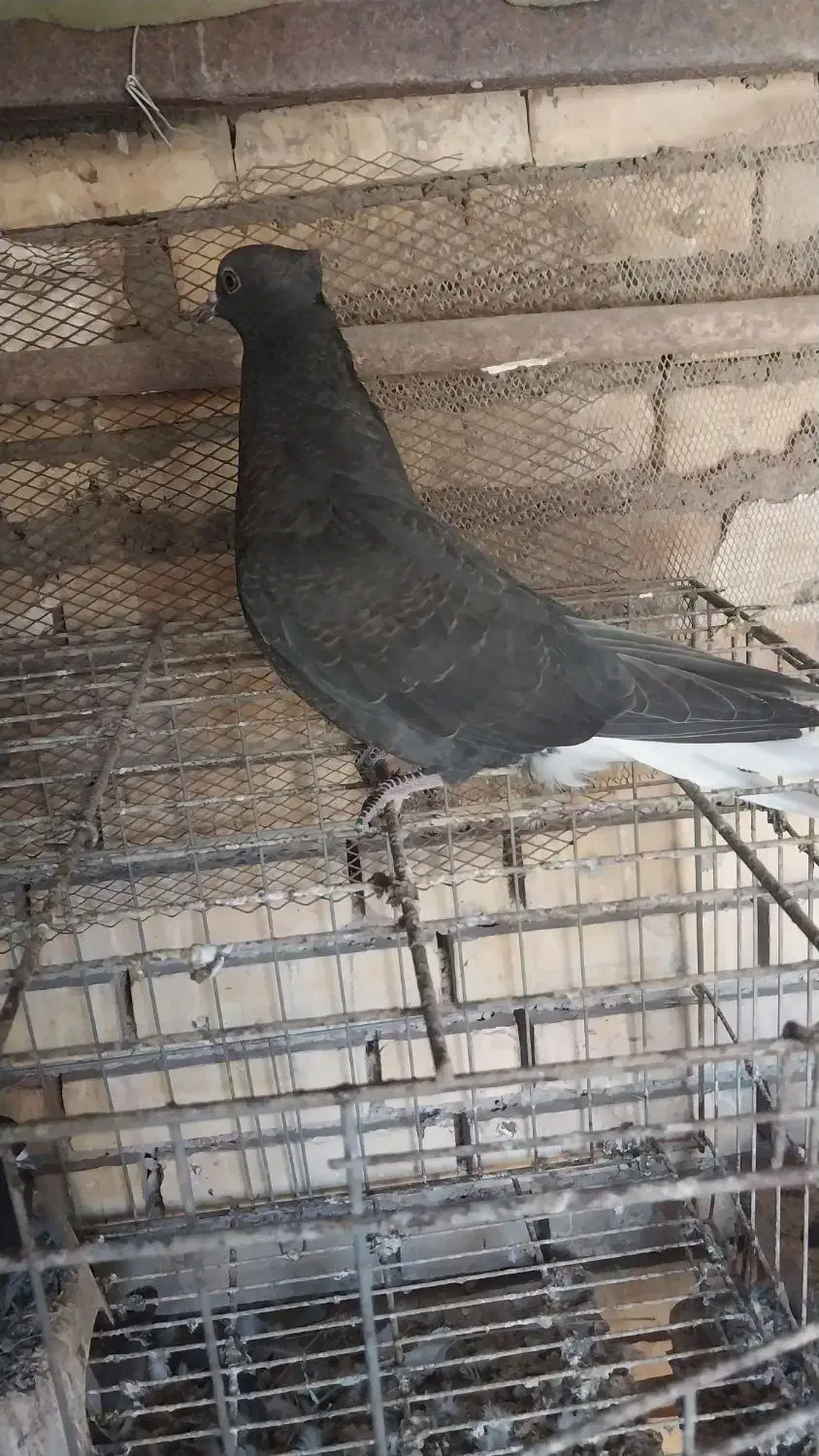 اشعل|پرنده|خرمشهر, |دیوار