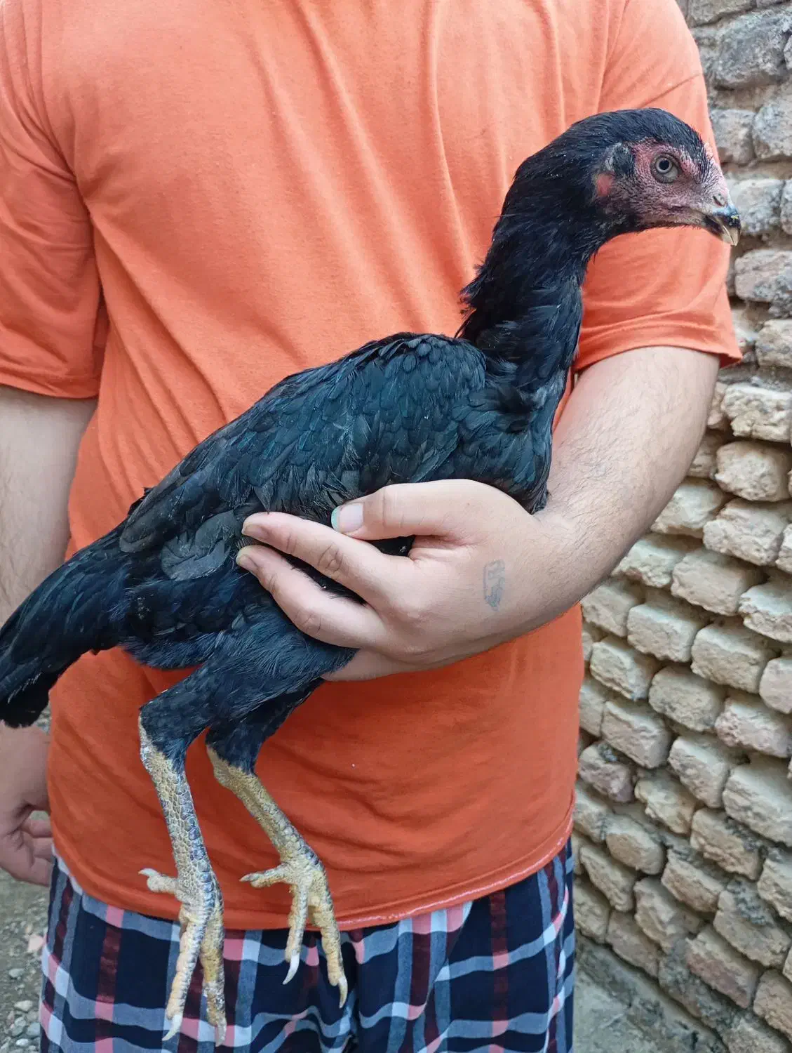 جوجه خروس و مرغ لاری|حیوانات مزرعه|گرگان, |دیوار