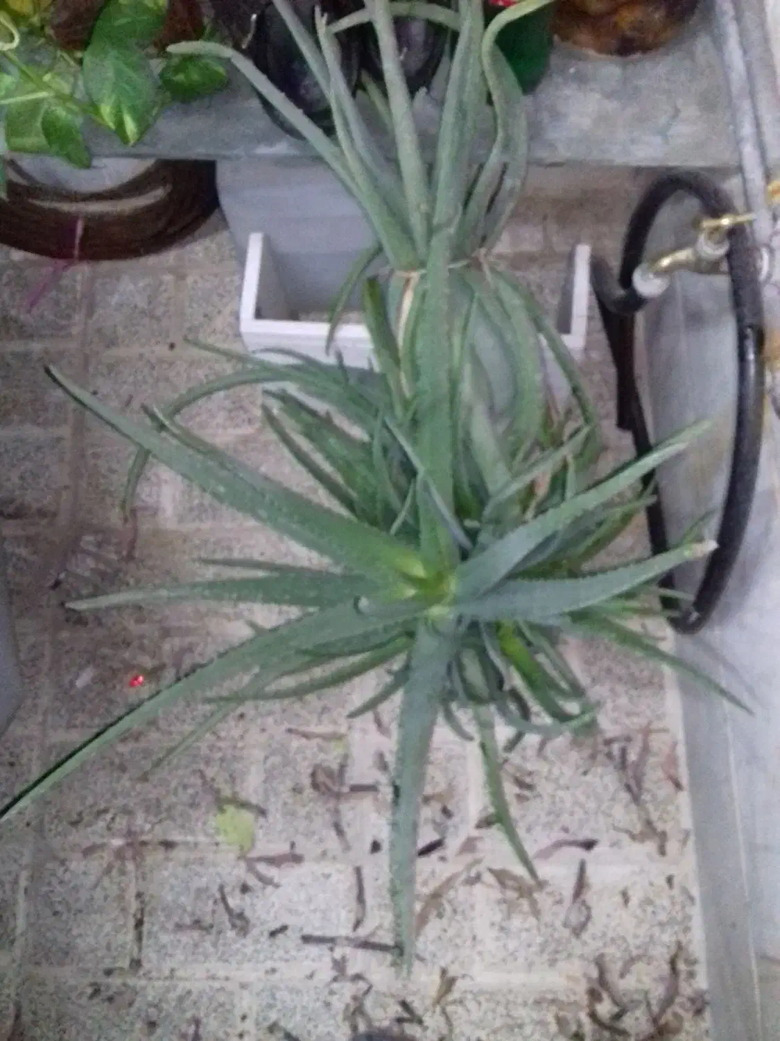 دو عدد گل آلوورا  بزرگ بسیار عالی برای شادابی پوست|گل و گیاه طبیعی|تهران, هفده شهریور|دیوار