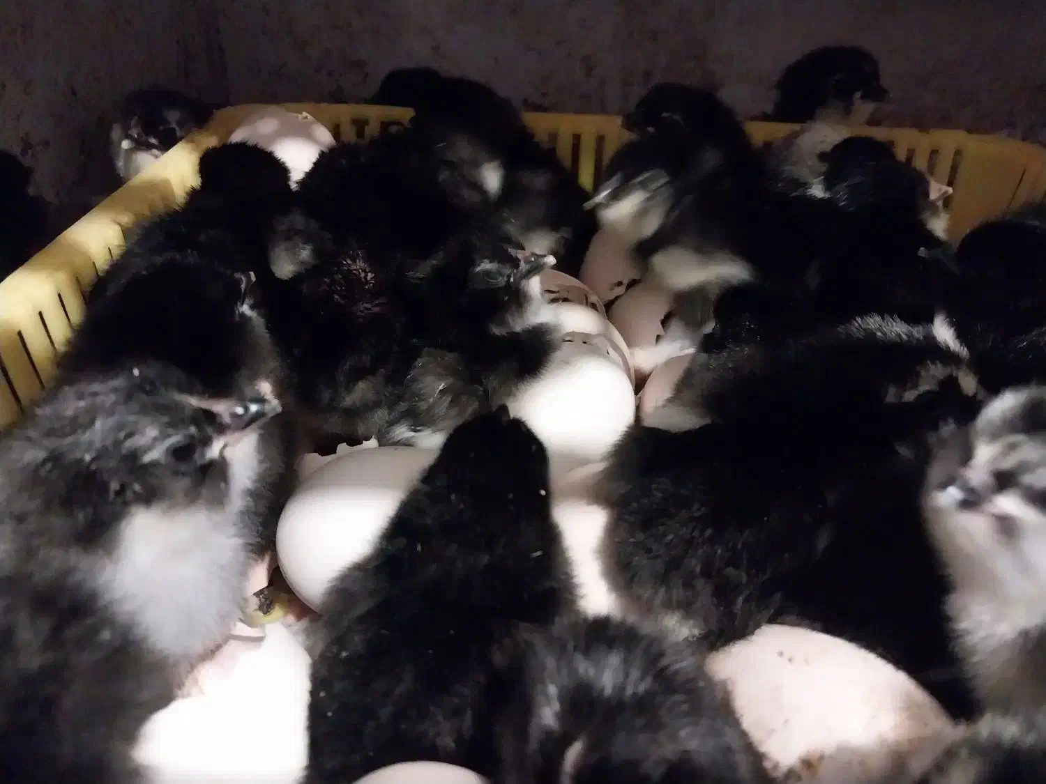 جوجه مرندی نژاد تخمگذار|حیوانات مزرعه|ساری, |دیوار