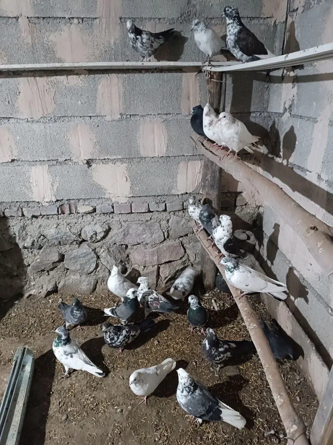 کفتر|پرنده|صومای برادوست, |دیوار