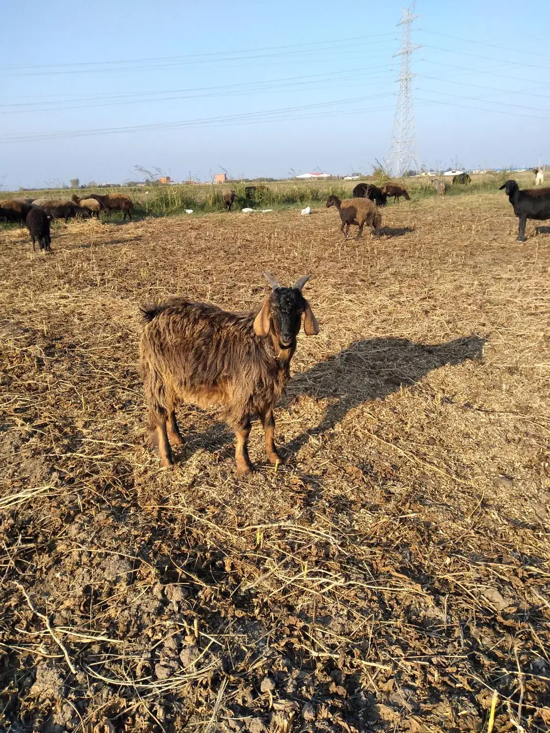 نر بزغاله فروشی|حیوانات مزرعه|فاضل آباد, |دیوار