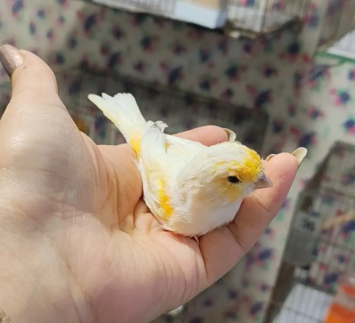 فروش قناری نر باکیفیت|پرنده|بهشهر, |دیوار