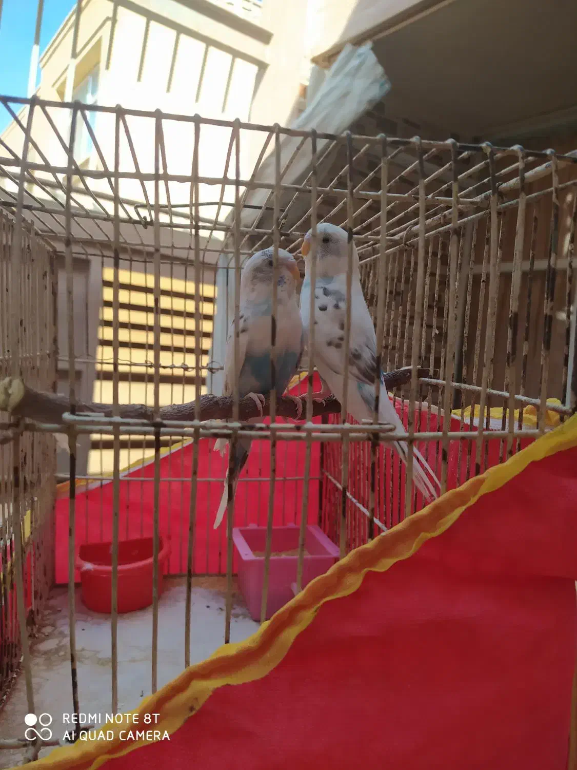 مرغ عشق|پرنده|اصفهان, عسگریه|دیوار