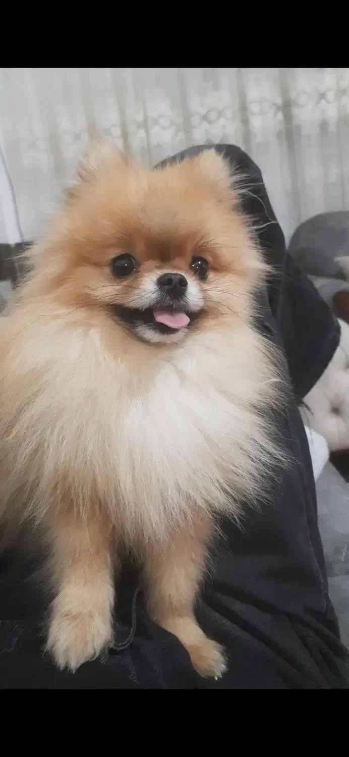 پامرخرسی نرجهت کشش|سگ|هشتگرد, شهرک ریحانه|دیوار