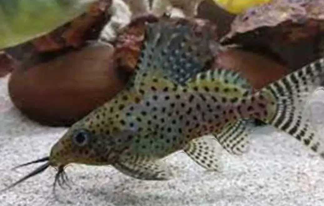 مرکز پخش وفروش ماهی اکواریوم|ماهی|گنبد کاووس, |دیوار