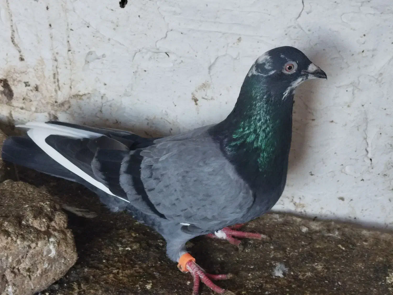 نر پلاکی|پرنده|فاضل آباد, |دیوار