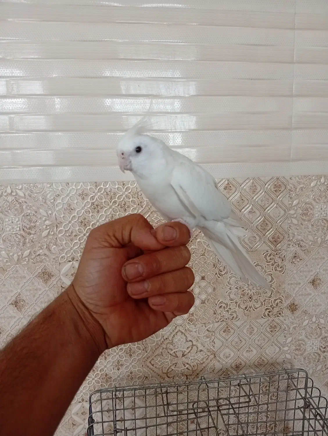 خرگوش لوپ و عروس هلندی|موش و خرگوش|یزد, |دیوار