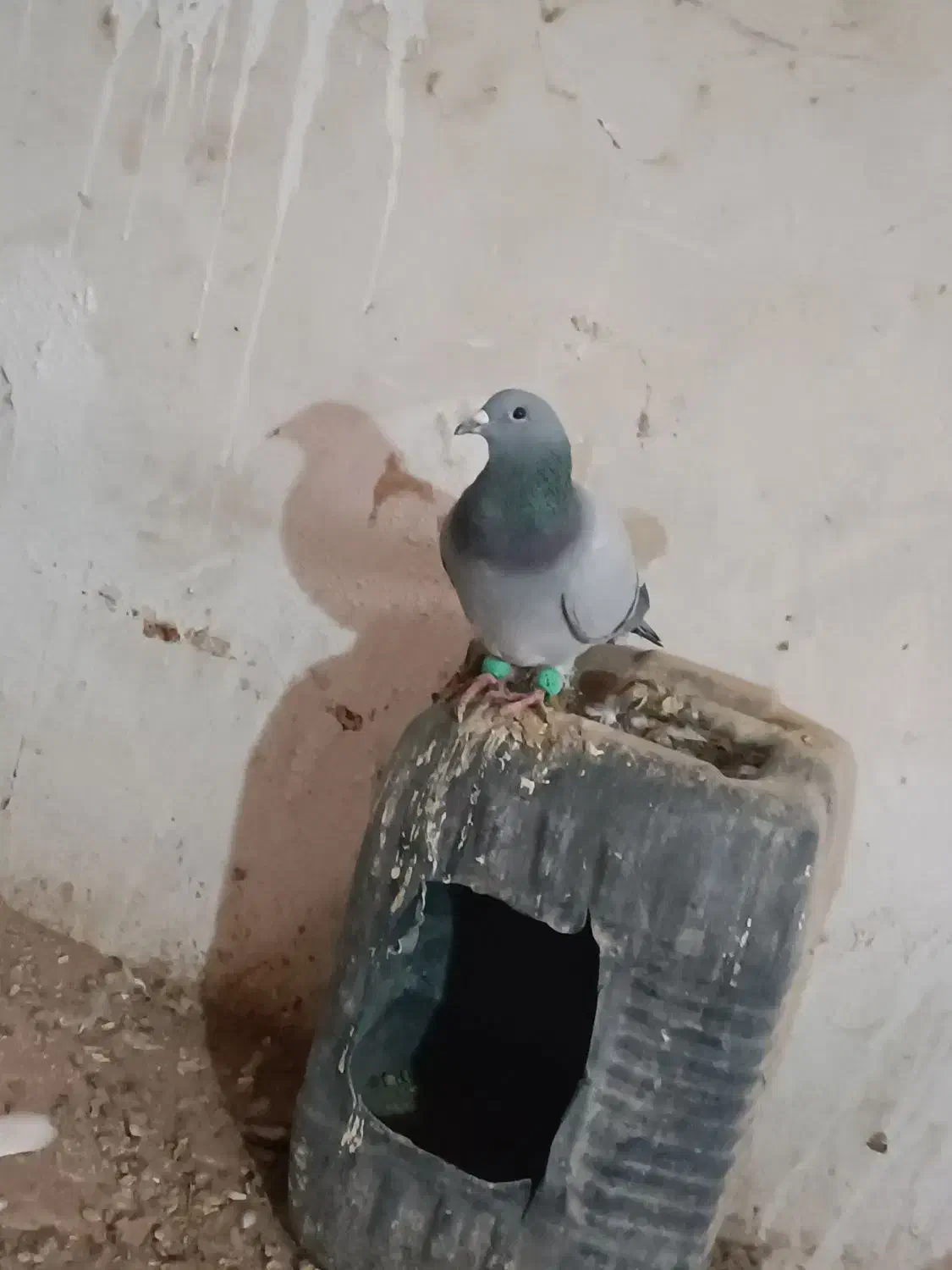 نر مینا اغون|پرنده|تربت‌حیدریه, بالا ولایت|دیوار