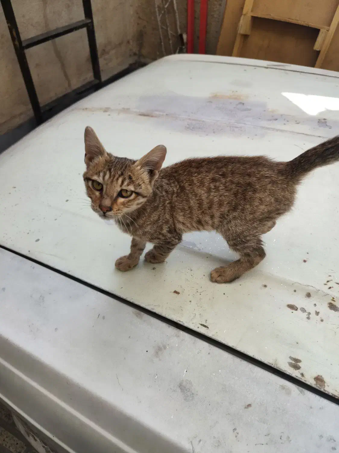 واگذاری بچه گربه|گربه|فردیس, نسترن شرقی|دیوار