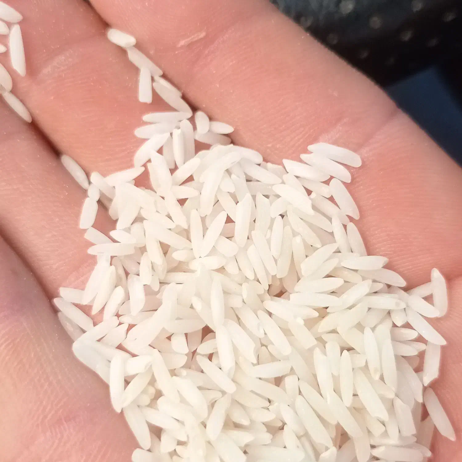 برنج هاشمی محصول زمین  خودمون|خوردنی و آشامیدنی|رشت, منظریه|دیوار