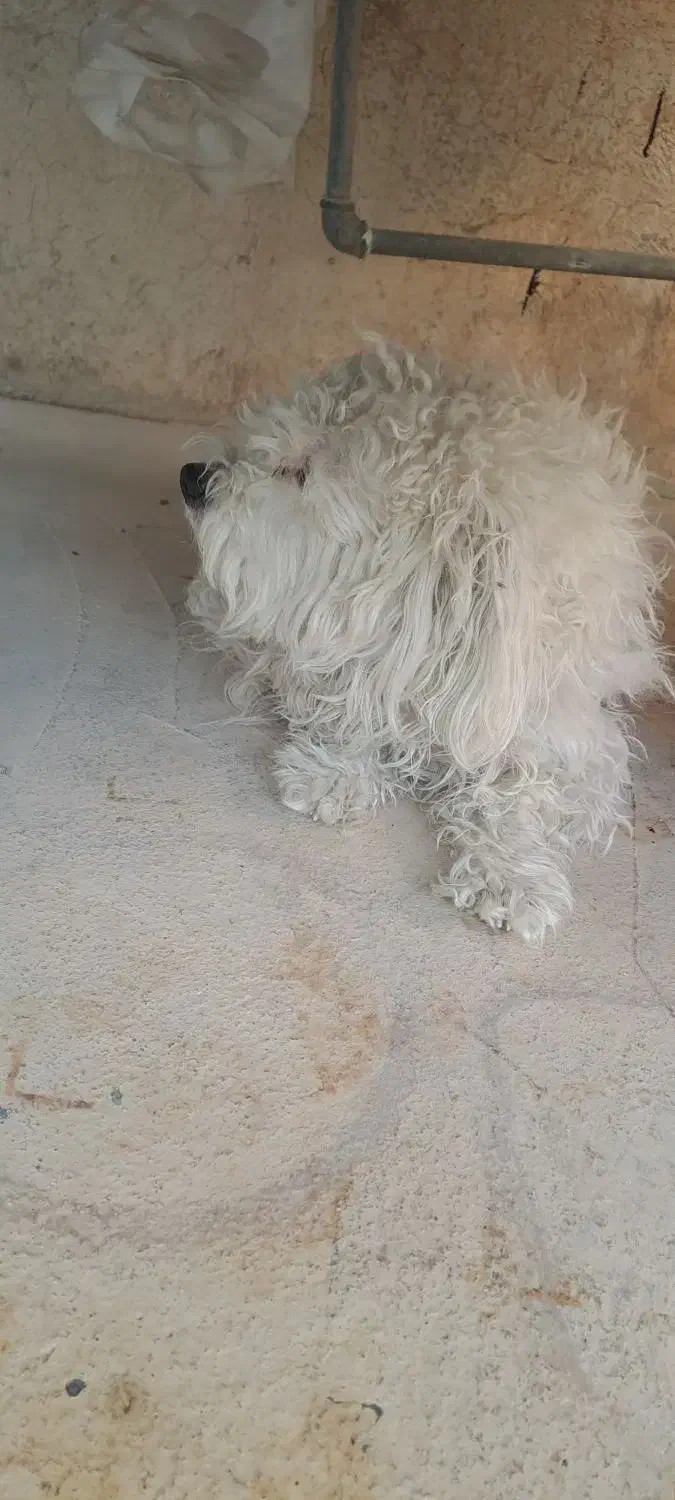 سگ اپارتمانی قیمت ۵ملیون تخفیف کوچیکی  میدم|سگ|مسجد سلیمان, |دیوار