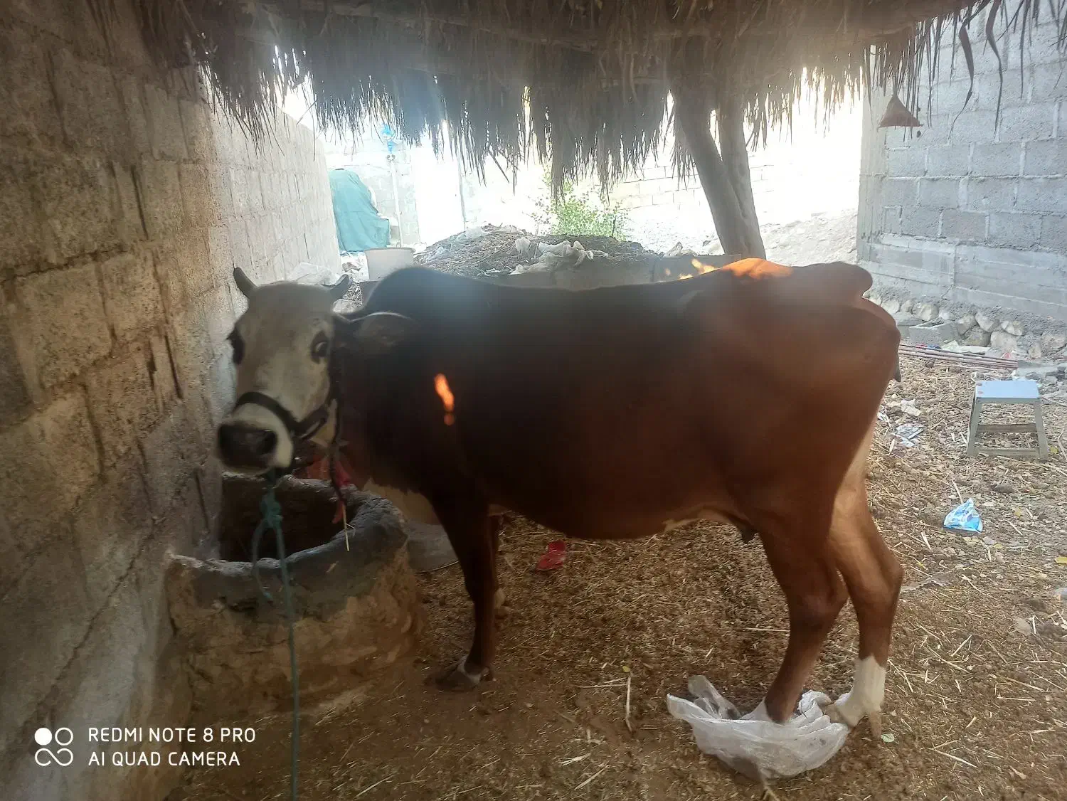 گاو|حیوانات مزرعه|گله دار, |دیوار