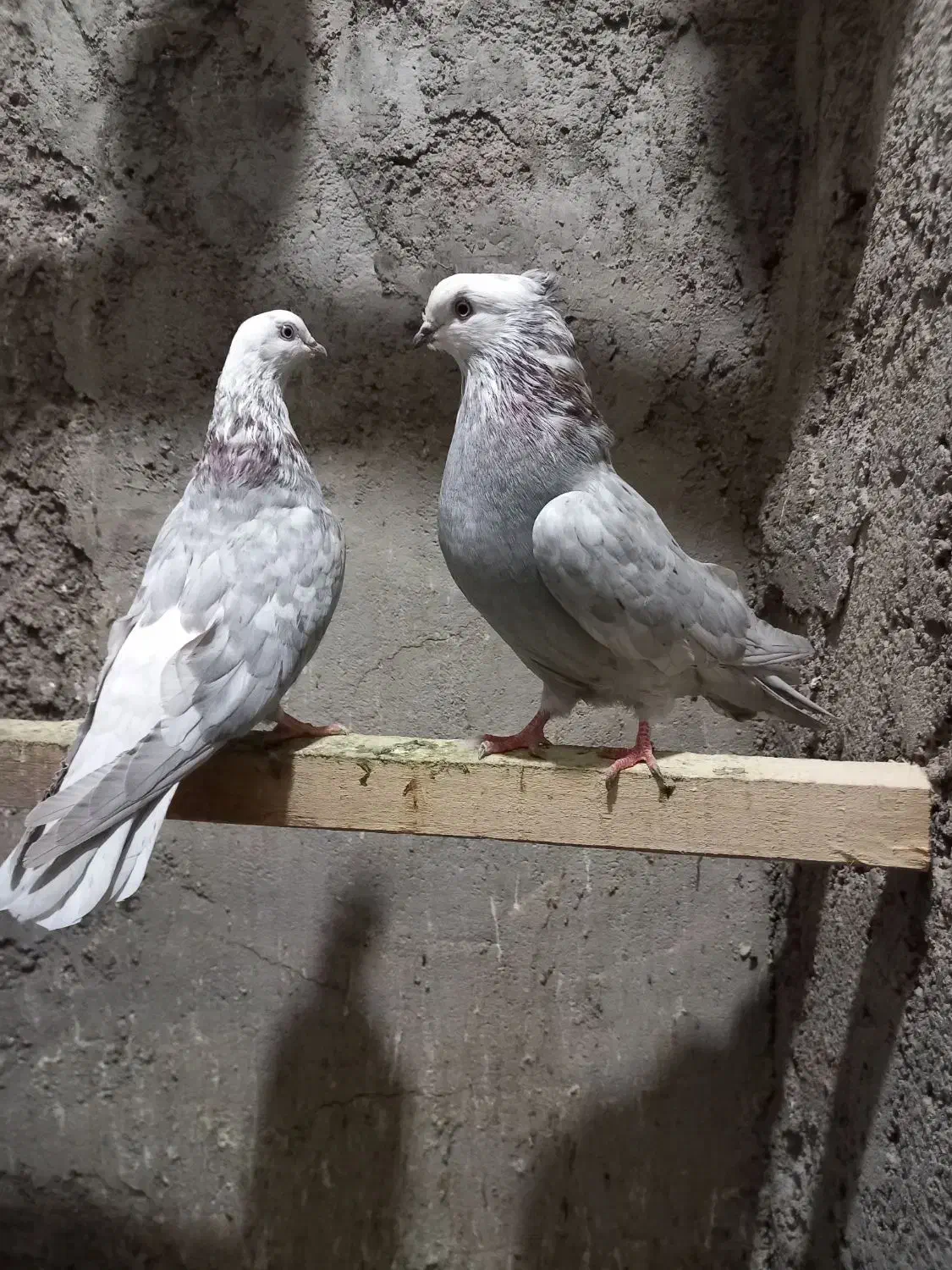 ۵تا کبوتر|پرنده|عجب شیر, |دیوار