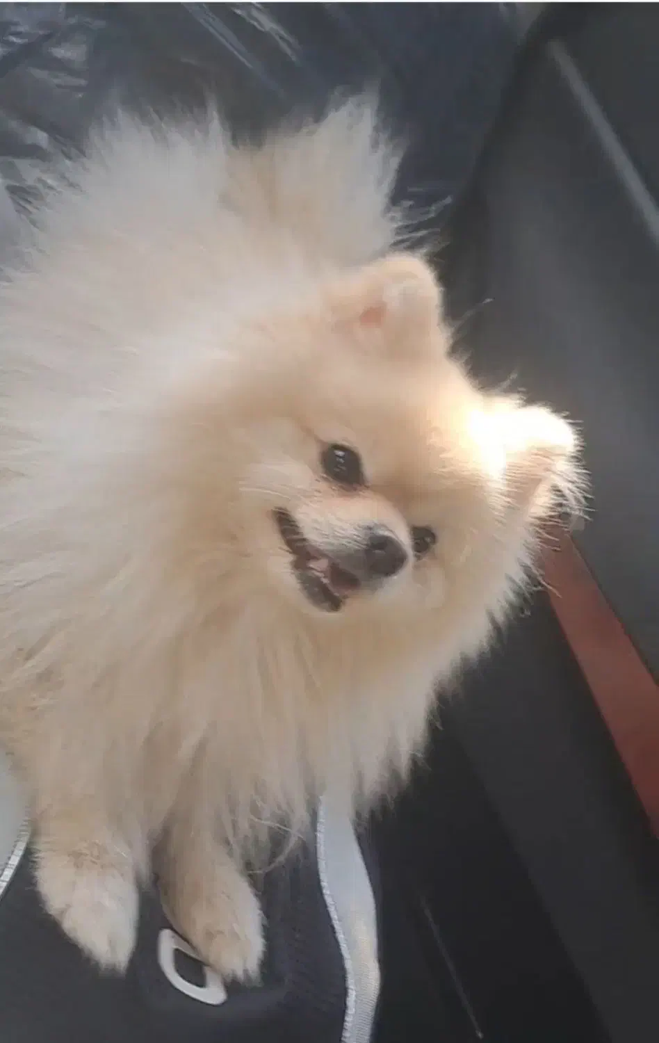 سگ بازیگوش و آپارتمانی پامرانین ،بولداگ|سگ|کاشمر, |دیوار