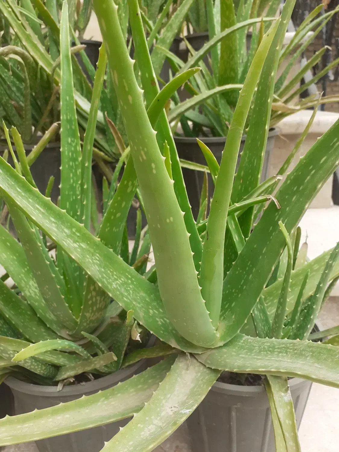 گل الوعه ورا|گل و گیاه طبیعی|گرگان, |دیوار