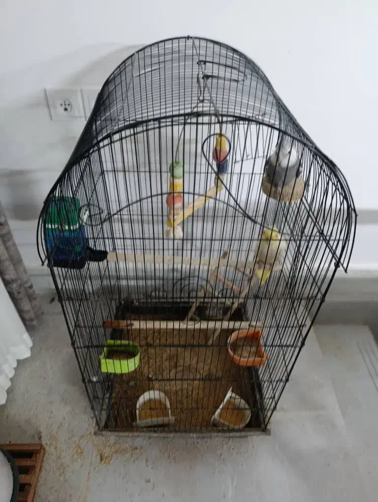 عروس هلندی با قفس|پرنده|یزد, |دیوار