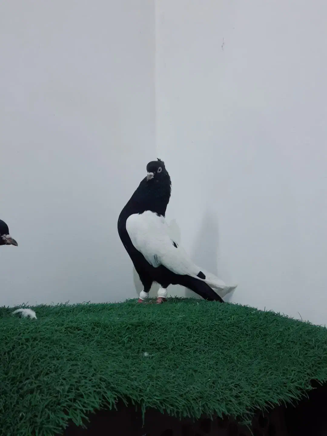 کبوتر|پرنده|دزفول, |دیوار