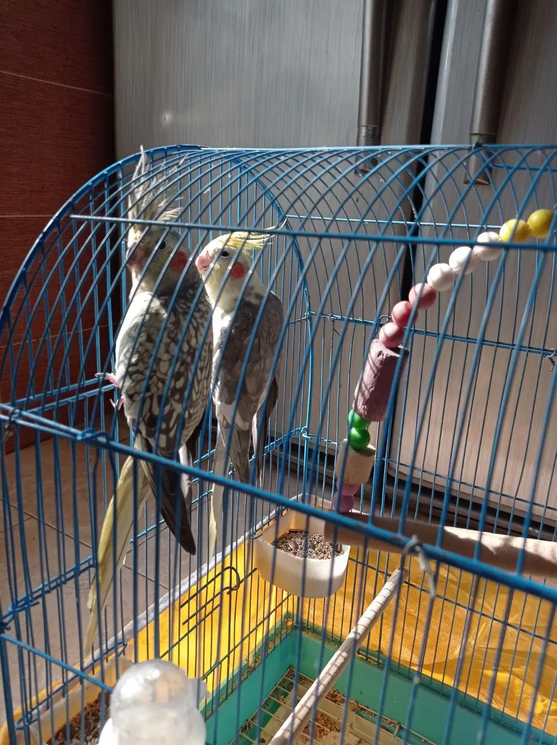 معاوضه با لاری|پرنده|رشت, کوی فکوری|دیوار