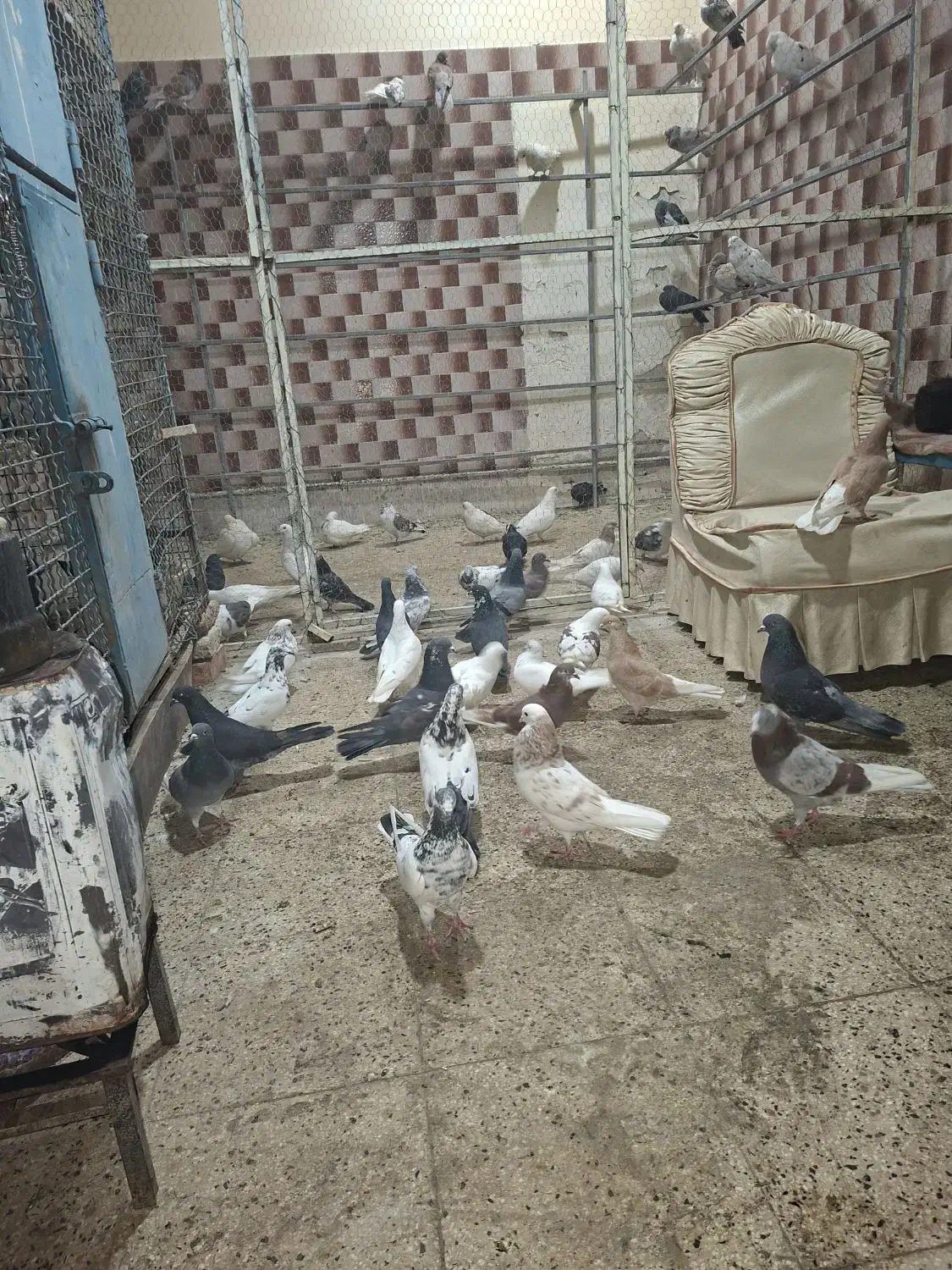 بار جدید کبوتر پرشی|حیوانات|سراب, |دیوار