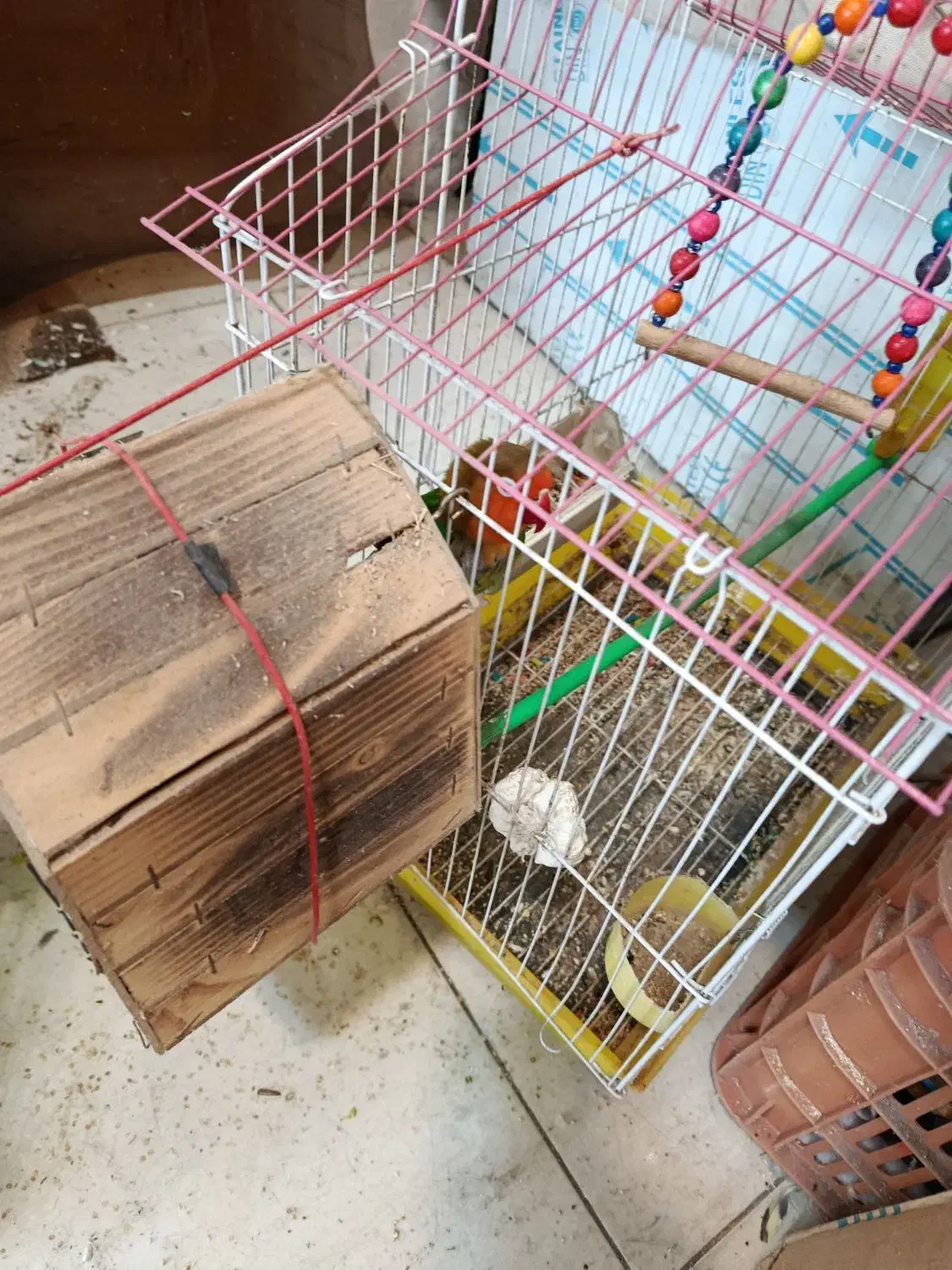 مرغ عشق عروس هلندی طوطی برزیلی|پرنده|کرج, برغان|دیوار