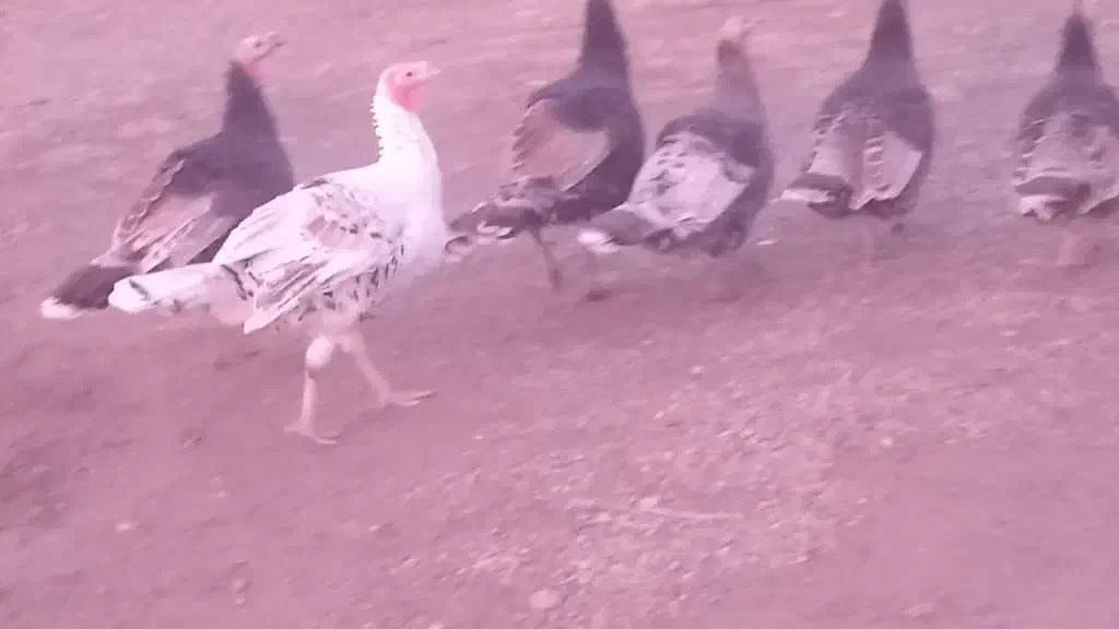 ۶عدد بوقلمون دونه ای ۲۶۰۰|حیوانات مزرعه|دشتک, |دیوار