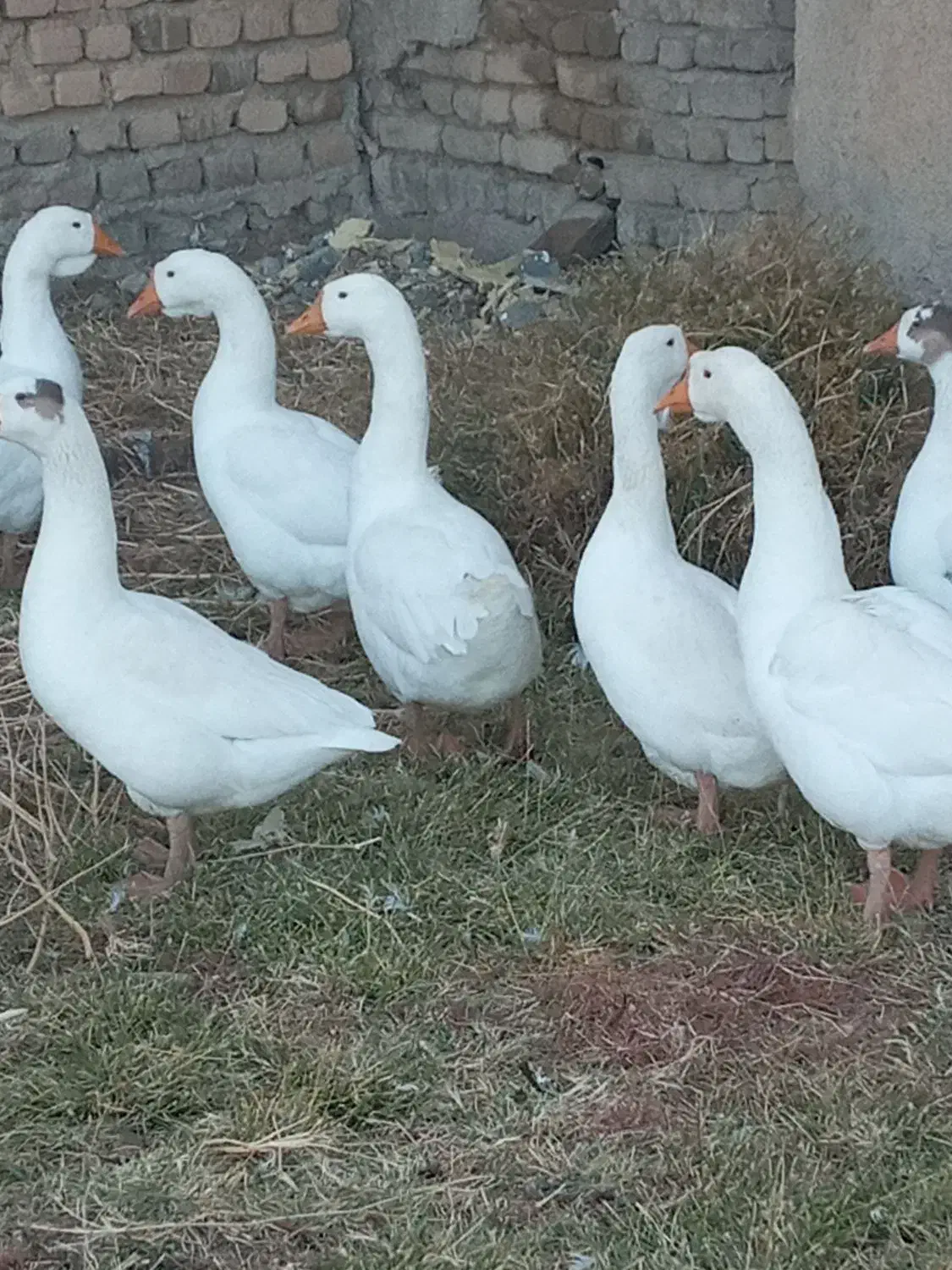 یه جفت قوغاز|حیوانات مزرعه|بروجرد, |دیوار