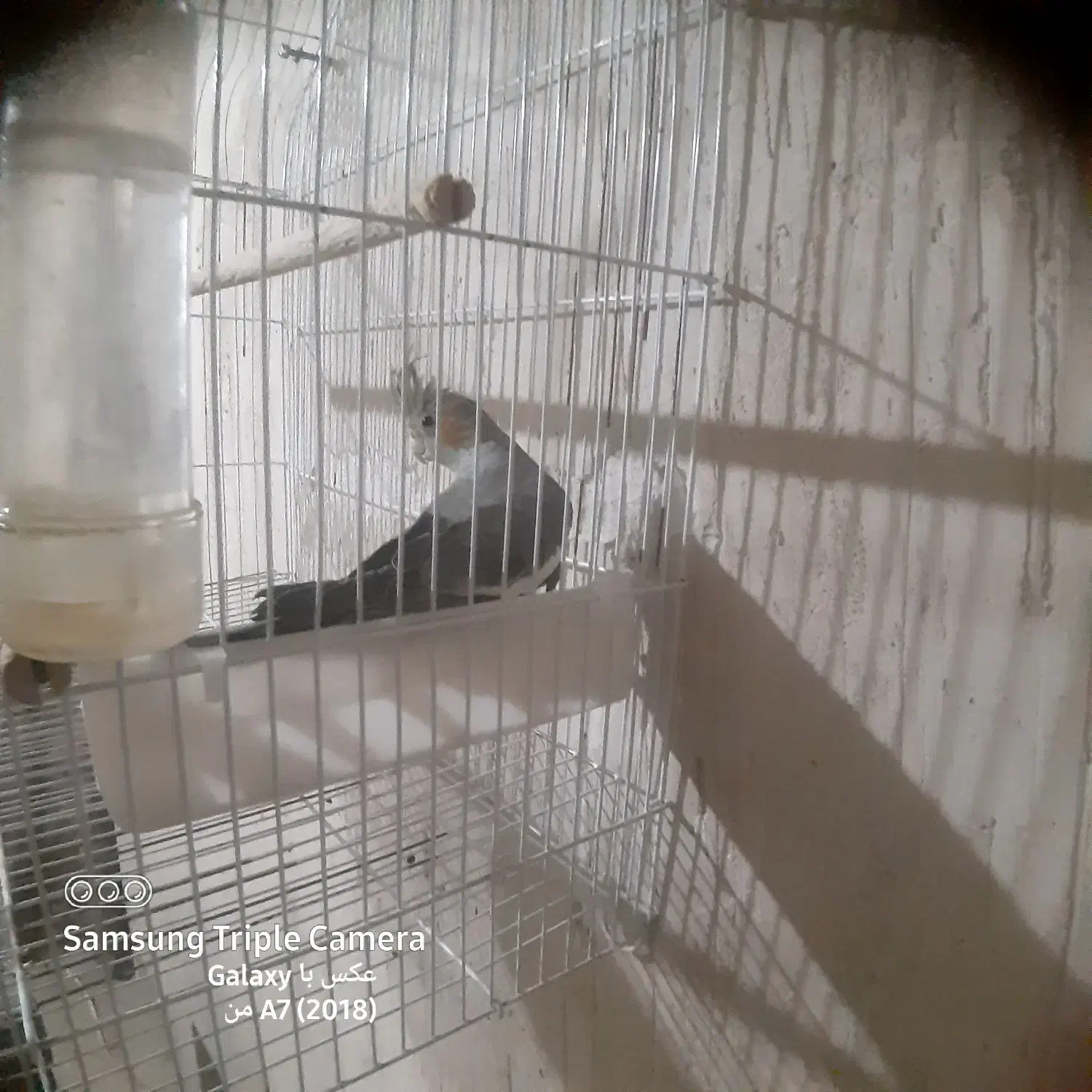 عروس هلندی|پرنده|خسروشاه, |دیوار