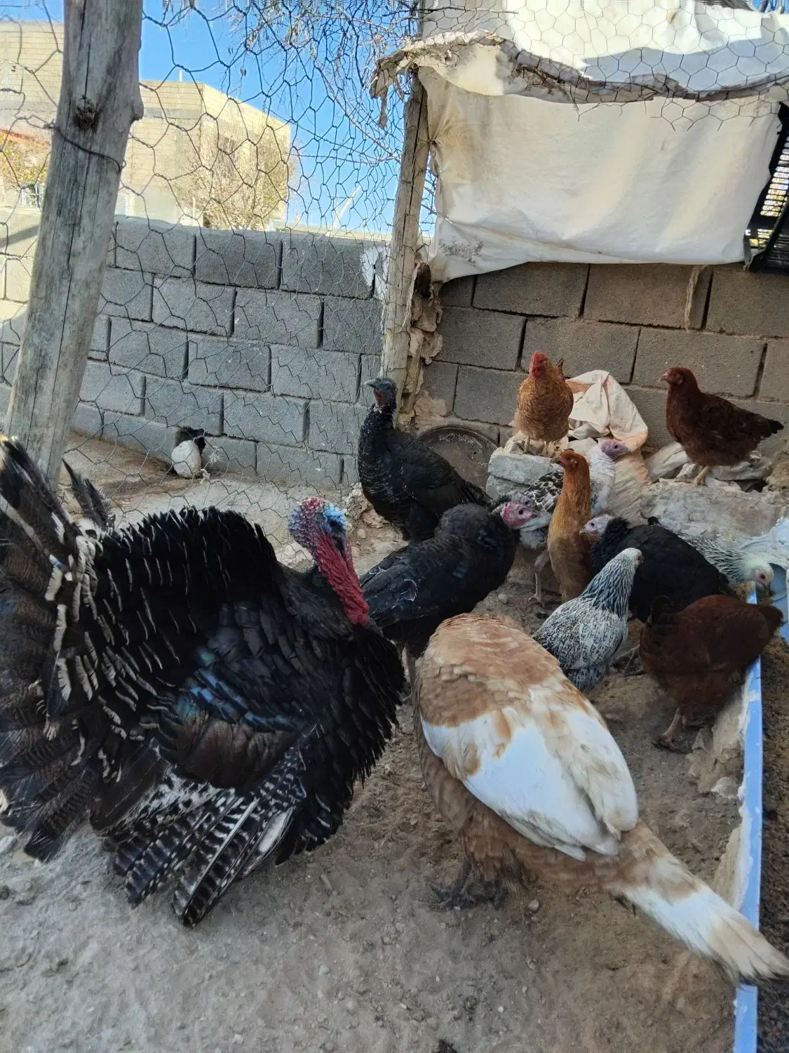 بوقلمون|حیوانات مزرعه|شیروان (خراسان), |دیوار