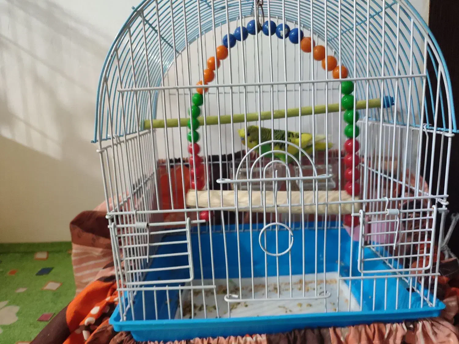 مرغ عشق هلندی|پرنده|رشت, پل تالشان|دیوار