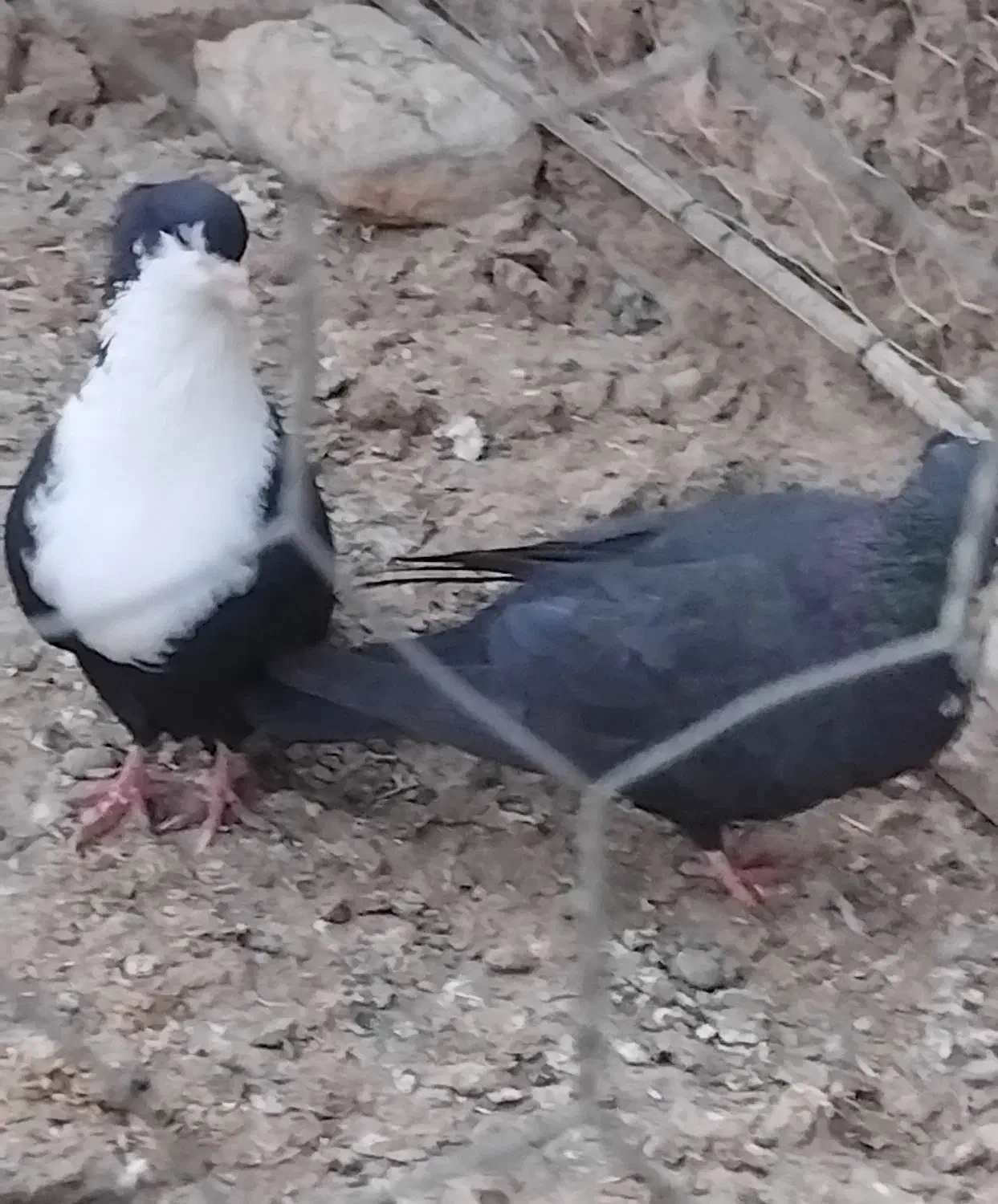 کبوتر  ریش کاکل|پرنده|کرباسک, |دیوار