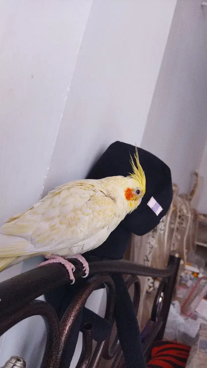 عروس هلندی لوتینو زعفرانی فروش فوری|پرنده|باغ بهادران, |دیوار