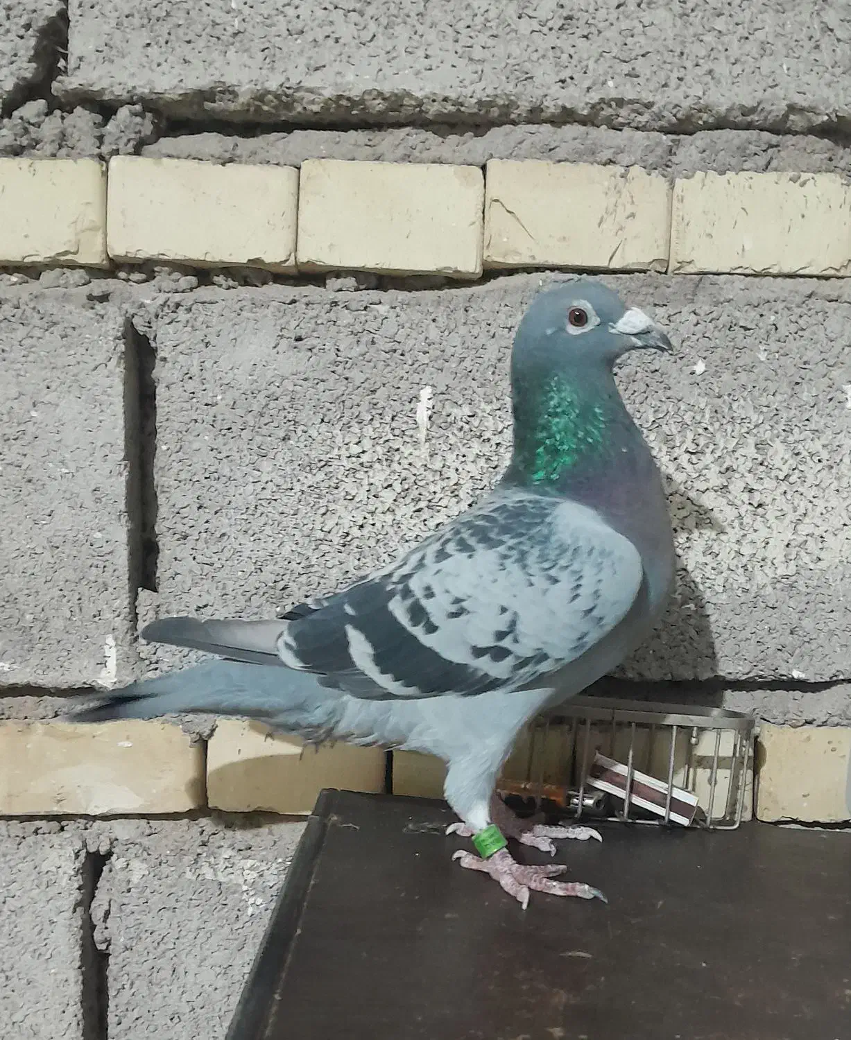 کبوتر عراق|پرنده|باوی, |دیوار