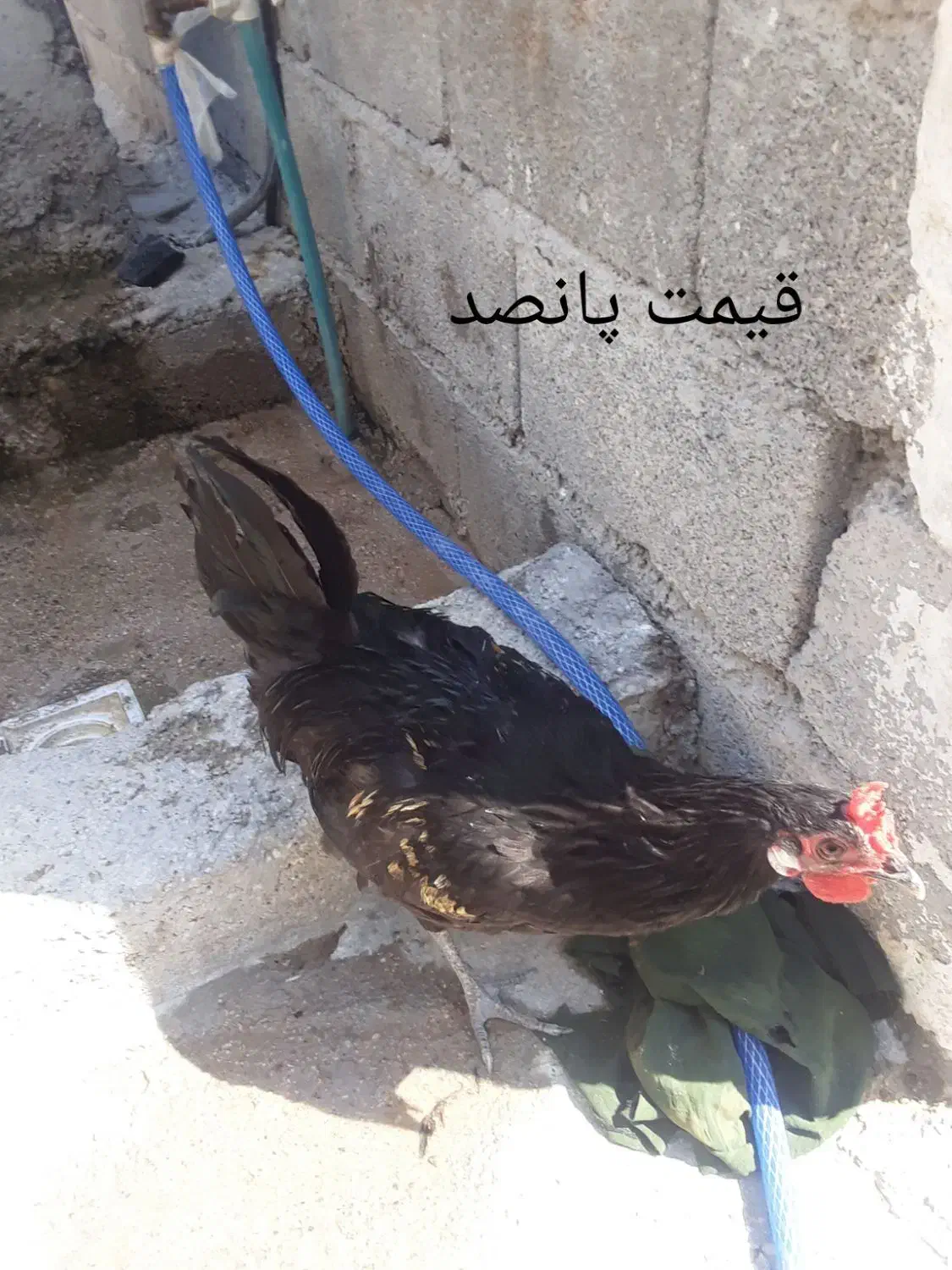 سه تا خروس|پرنده|بندر کنگان, |دیوار