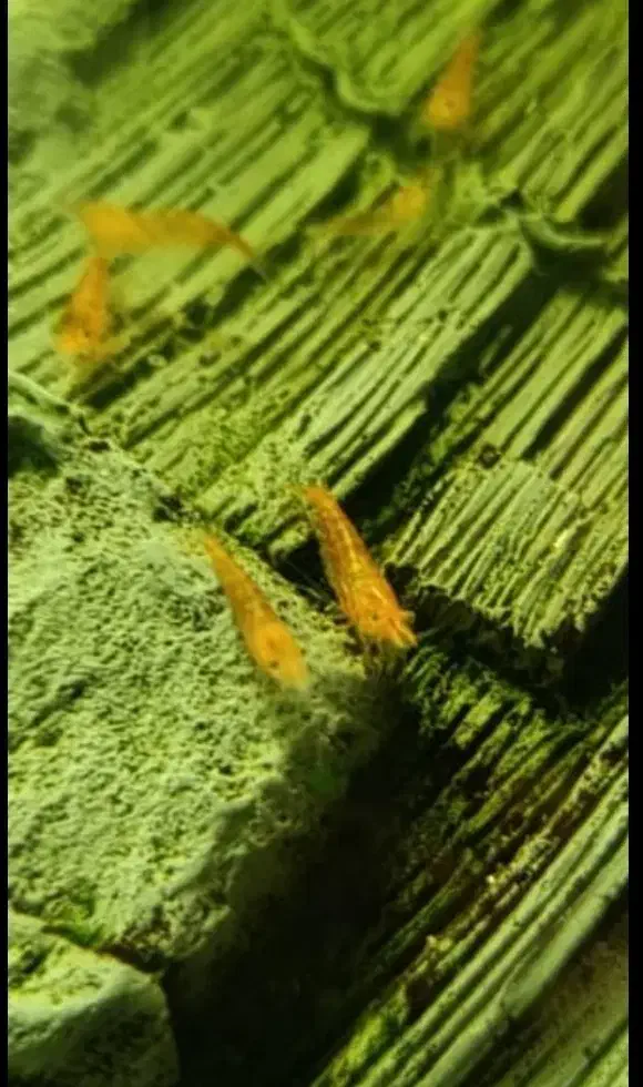 میگو رد چری ،ماهی|ماهی|سنندج, |دیوار