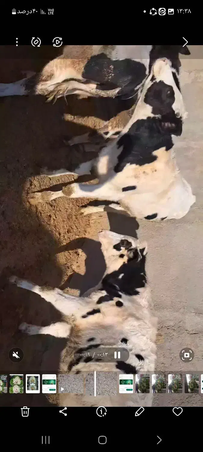 ۶راس گوساله نر درجه ۱ گاو|حیوانات مزرعه|گلپایگان, |دیوار