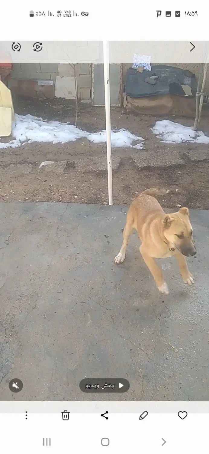 توله سرابی|سگ|شیراز, سلطان آباد|دیوار