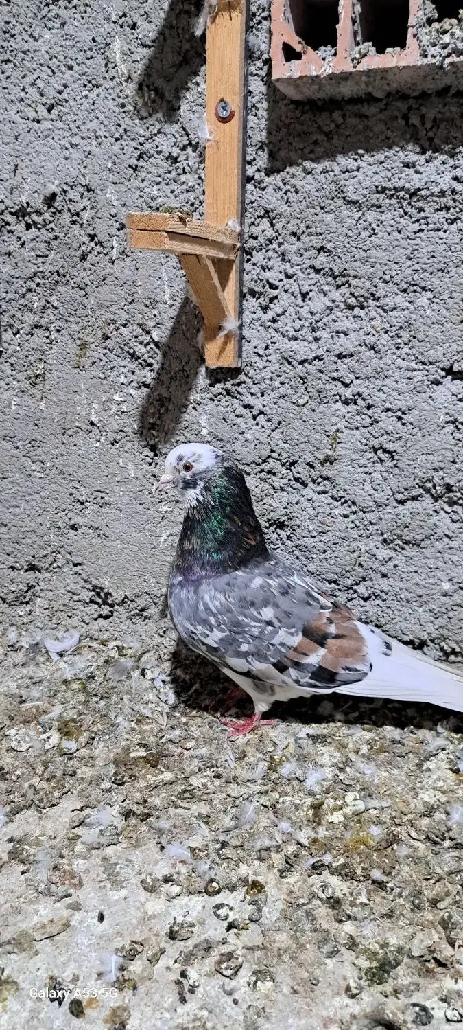 کبوتر تکپر مخصوص سخت پسندها|پرنده|کلاله, |دیوار