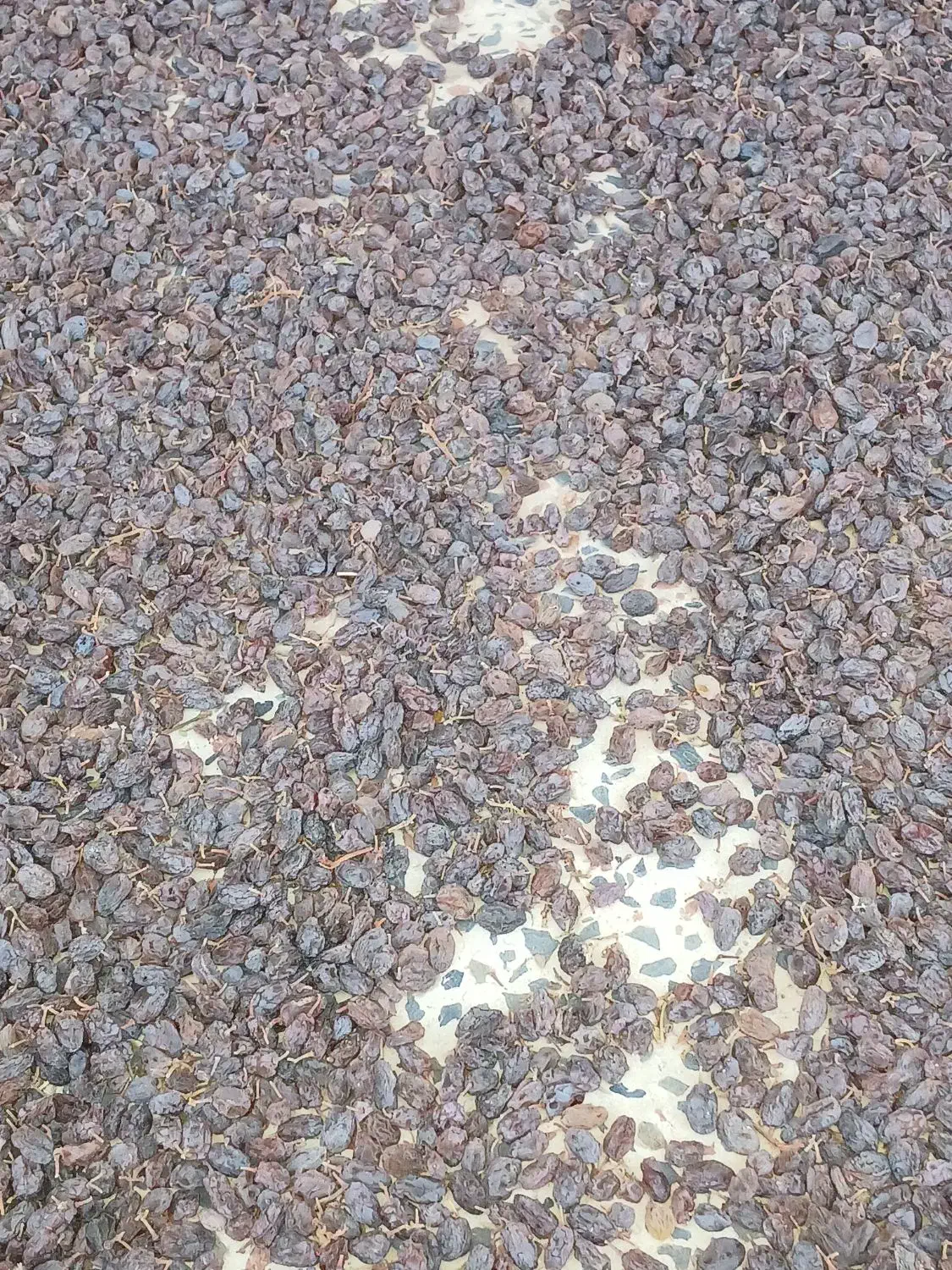 خشکبار|خوردنی و آشامیدنی|تاکستان, |دیوار